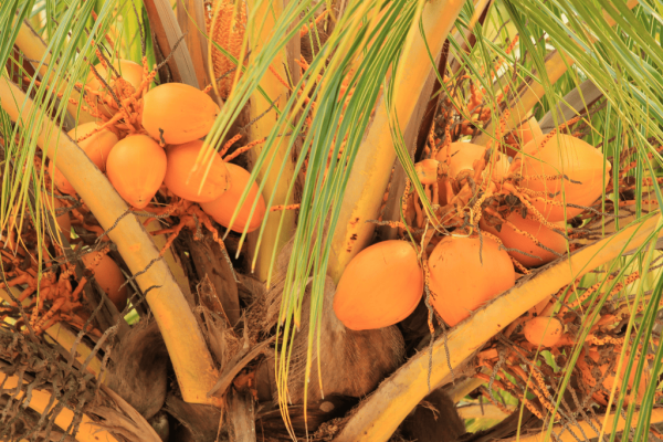 Kelapa merah (cocos nucifera var. rubescens)-1