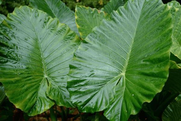 Kuping gajah (Alocasia odora)-2