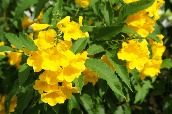 Lonceng kuning tegak (tecoma stans)-1