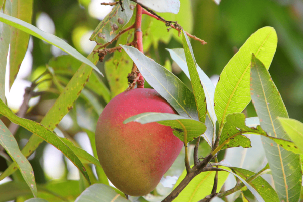 Mangga Kweni (mangifera odorata)-2-min