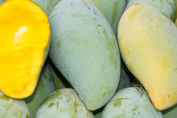 Mangga Manalagi (Mangifera indica)-1-min