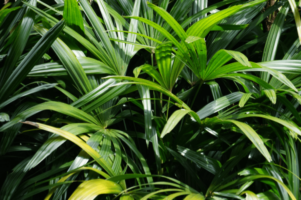 Palem jari (rhapis Excelso) Home-min