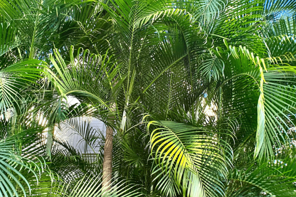 Palem kuning (Dypsis lutescens)3-min