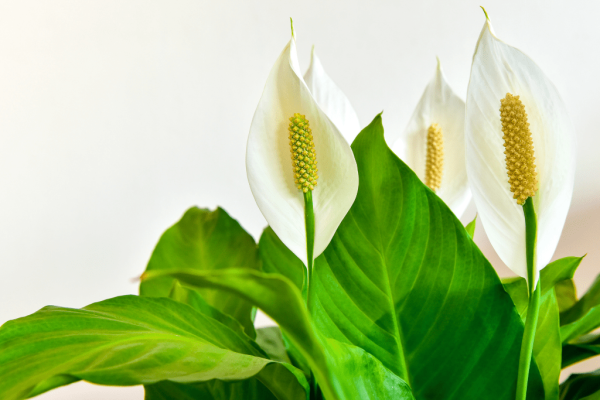 Peace Lily (spathipillum wallisii)-2-min