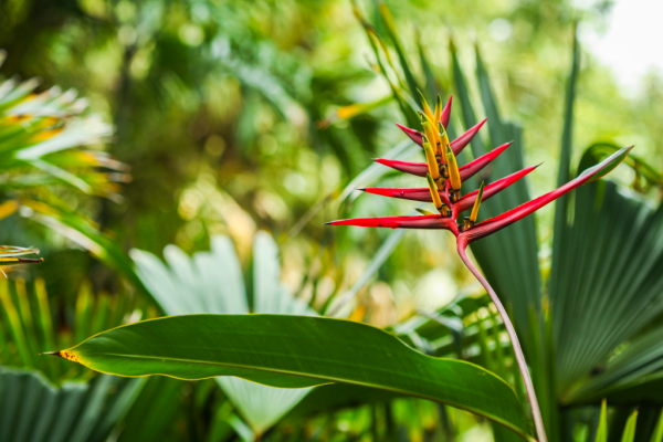 Pisang-pisangan (Heliconia psittacorum)-2