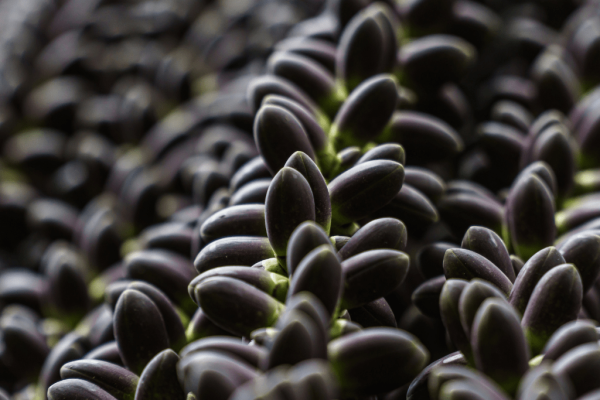 Pohon Aren (Arenga pinnata)-1-min