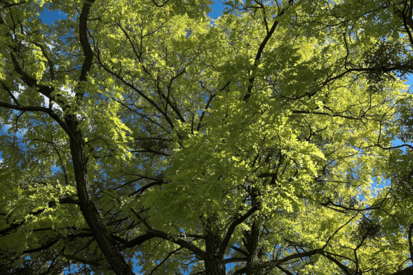 Pohon Beringin Iprik (ficus microcarpa) Home-min