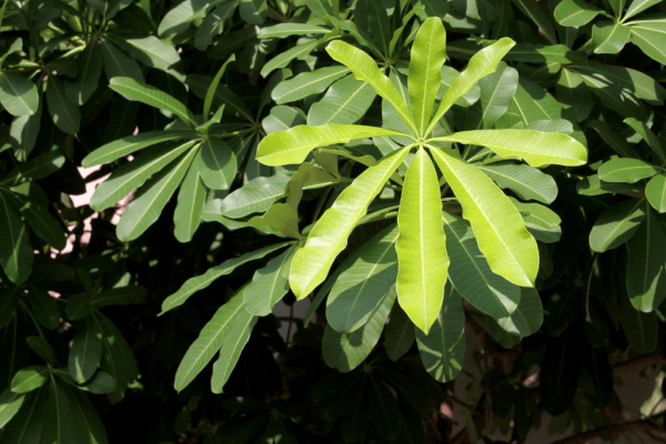 Pohon Bintaro (cerbera manghas)-1-min