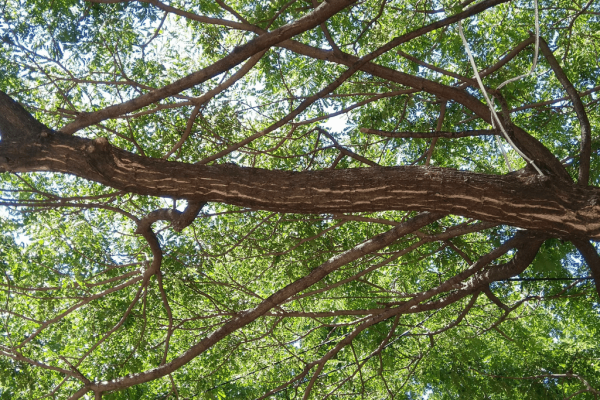 Pohon Gamal (gliricidia sepium) Home-min