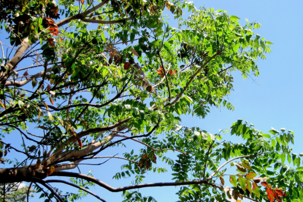 Pohon Jamblang (syzygium cumini)-1