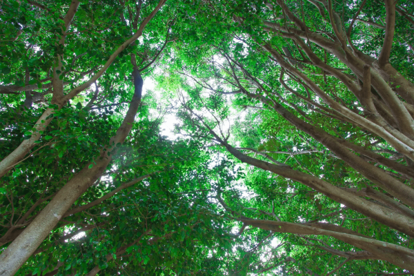 Pohon Jerakah (ficus altissima)-1-min
