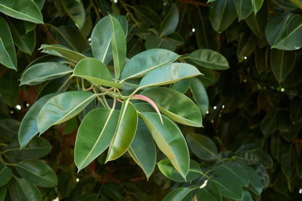 Pohon Karet Hias (ficus elastica) Home-min