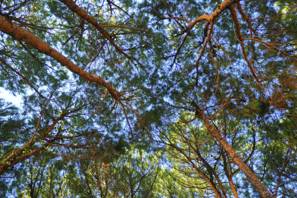 Pohon Ketapang kencana (terminalia mantaly)-1-min