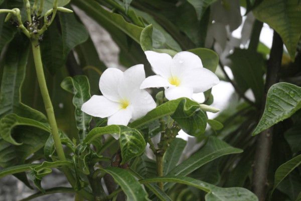 Pohon kamboja (plumeria spp)-1-min