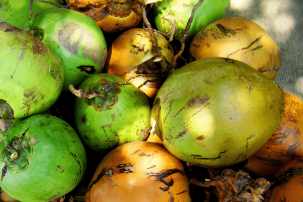 Pohon kelapa gading (cocos nicifera varietas eburnea)-2-min