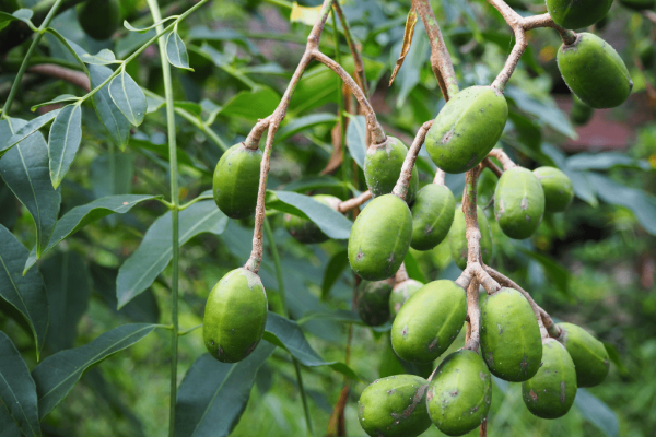 Pohon keloncing (spondias pinnata)-2-min