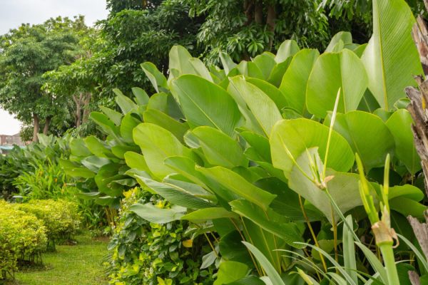 Tanaman cuban cigar 1