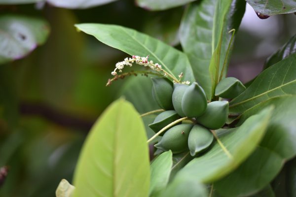 terminalia-catappa-1